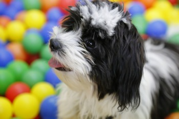 Black and white Havanese Playing